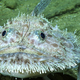 A gosefish (a type of anglerfish) spotted at 2,100 feet.